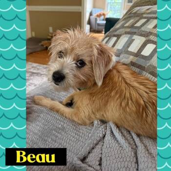 Beau & Rhett -  Schnoodle and Terrier Dog for Adoption in Richmond, Virginia - Beau & Rhett | PetCurious