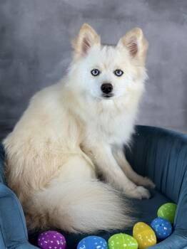 Pomeranian and Husky Dogs Available for Adoption - Arctic Blue | PetCurious