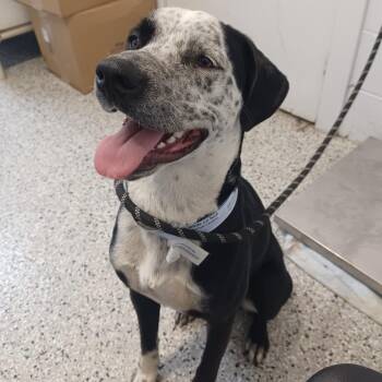 Pointer Dogs Available for Adoption in Hattiesburg, Mississippi - Checkers | PetCurious