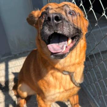 Skellington -  Mixed Breed Dog for Adoption in Edwardsville, Illinois - Skellington | PetCurious