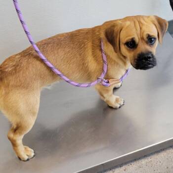 110358 -  Mixed Breed Dog for Adoption in Las Cruces, New Mexico - 110358 | PetCurious