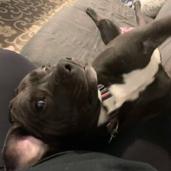 Rescue Mixed Breed Dogs for Adoption in Savannah, Georgia - Bella Bella | PetCurious