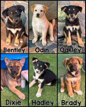 Shepherd and Australian Shepherd Dogs Available for Adoption in Glendale, Arizona - Tango