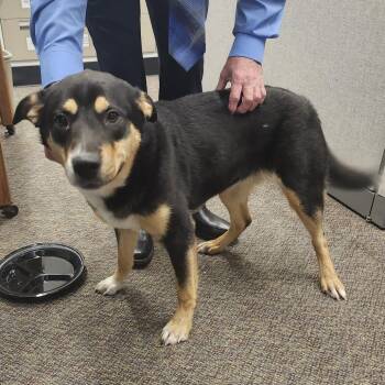 Gracie -  Rottweiler and Shepherd Dog for Adoption in Livingston, Texas - Gracie | PetCurious