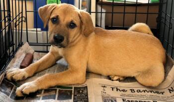 Ollie Thurmon -  Black Mouth Cur and Labrador Retriever Dog for Adoption in El Dorado, Arkansas - Ollie Thurmon | PetCurious
