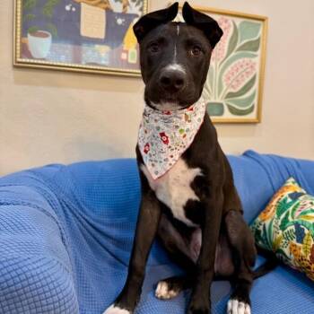 Bean Lakers -  American Staffordshire Terrier and Labrador Retriever Dog for Adoption in Friendswood, Texas - Bean Lakers | PetCurious
