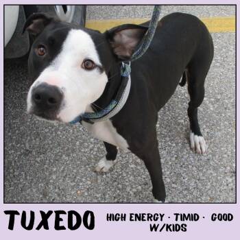 Tuxedo -  Pit Bull Terrier Dog for Adoption in Ottawa, Kansas - Tuxedo | PetCurious