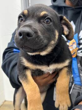 Rescue Mixed Breed Dogs for Adoption in Lake City, Arkansas - Bruno | PetCurious