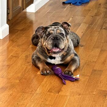 English Bulldog Dogs Available for Adoption in San Francisco, California - Tilly | PetCurious