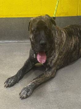 SABRINA -  Presa Canario Dog for Adoption - SABRINA | PetCurious