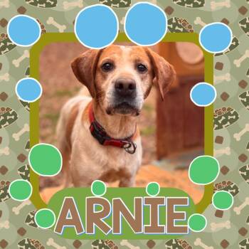 Beagle and Hound Dogs Available for Adoption in Rocky Mount, Virginia - Arnie | PetCurious