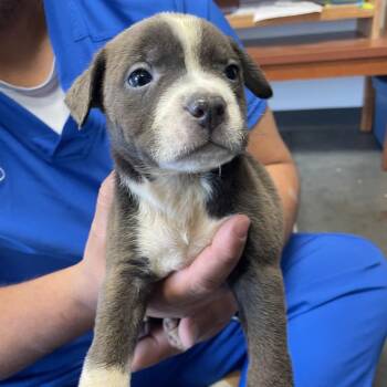 Mixed Breed Dogs Available for Adoption in Dickinson, Texas - Moose | PetCurious