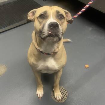 Tinkerbell -  Mixed Breed Dog for Adoption in Allentown, Pennsylvania - Tinkerbell | PetCurious