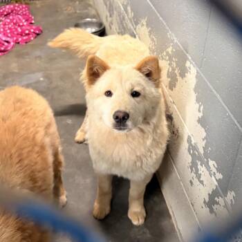 Chow Chow and Mixed Breed Dogs Available for Adoption in Franklin, North Carolina - Kiko | PetCurious