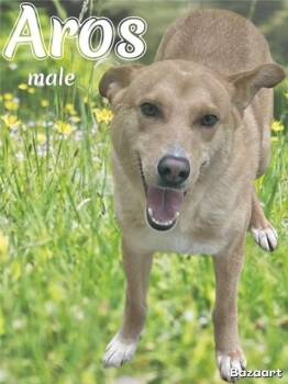 Husky Dogs Available for Adoption in Manchester, Connecticut - Aros | PetCurious