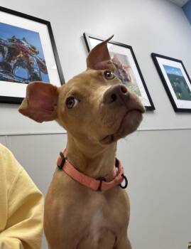 Finley -  Pit Bull Terrier Dog for Adoption in Cornelius, North Carolina - Finley | PetCurious