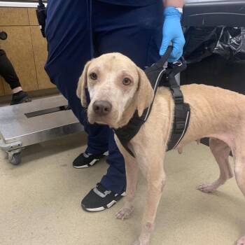 Mixed Breed Dogs Available for Adoption in West Palm Beach, Florida - Nina | PetCurious