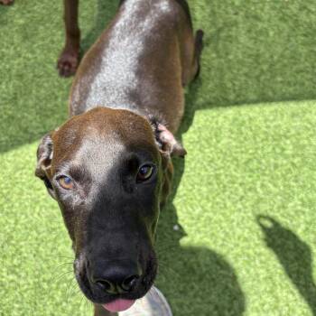 Rwanda 5791 -  Doberman Pinscher Dog for Adoption in Loxahatchee Groves, Florida - Rwanda 5791 | PetCurious