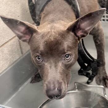 Rescue Terrier Dogs for Adoption in Des Moines, Iowa - Greyson | PetCurious