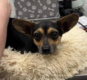 Jenny Lynn -  Mixed Breed Dog for Adoption in Kansas City, Missouri - Jenny Lynn | PetCurious
