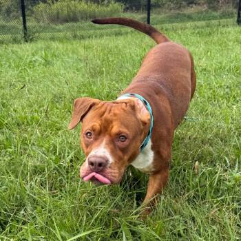 Ember -  Pit Bull Terrier Dog for Adoption in York, Pennsylvania - Ember | PetCurious