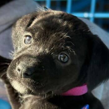 Rescue Australian Shepherd and Pit Bull Terrier Dogs for Adoption in Spring Hill, Kansas - Brookie Boo | PetCurious