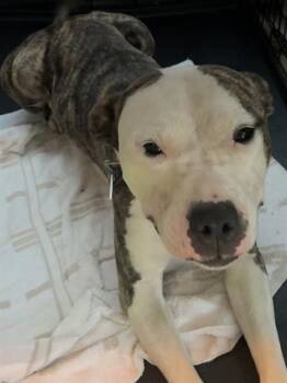 TOYA -  Pit Bull Terrier Dog for Adoption - TOYA | PetCurious