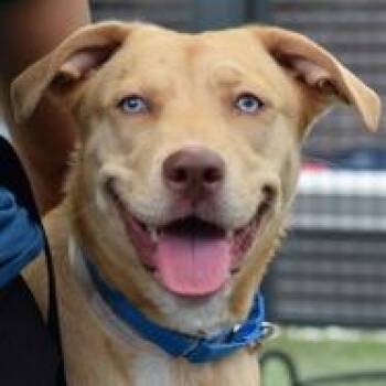 Sassy -  Mixed Breed Dog for Adoption in Bartlett, Tennessee - Sassy | PetCurious
