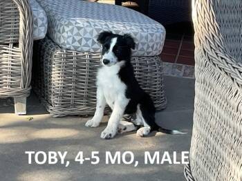 Rescue Border Collie Dogs for Adoption in The Woodlands, Texas - Griffin | PetCurious
