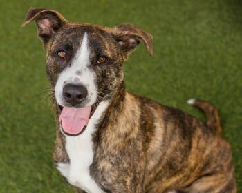 American Staffordshire Terrier and Greyhound Dogs Available for Adoption - Cupid | PetCurious