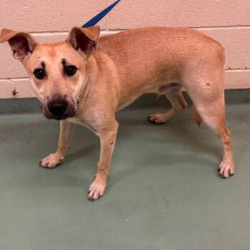 Tommy -  Mixed Breed Dog for Adoption in Memphis, Tennessee - Tommy | PetCurious