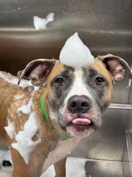 Goobie Loobie -  Pit Bull Terrier and Mixed Breed Dog for Adoption in Atlanta, Georgia - Goobie Loobie | PetCurious