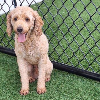 Benny Blanc 2544 -  Poodle and None Dog for Adoption in Loxahatchee Groves, Florida - Benny Blanc 2544 | PetCurious