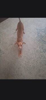 Alexander -  Rat Terrier Dog for Adoption in Plano, Texas - Alexander | PetCurious