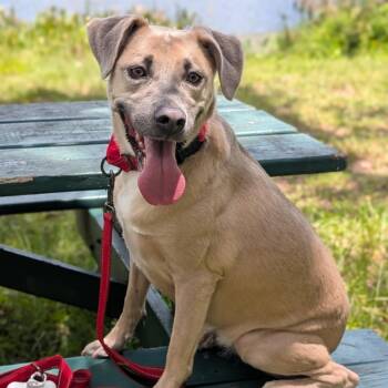 IRIS - Needs a foster or Adopter -  Australian Cattle Dog Blue Heeler Dog for Adoption in Largo, Florida - IRIS - Needs A Foster Or Adopter | PetCurious