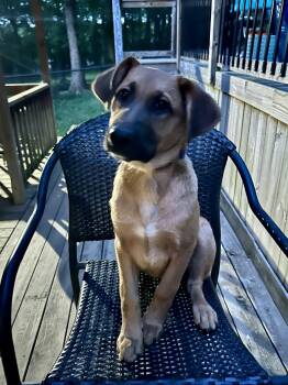 Rescue Black Mouth Cur and Shepherd Dogs for Adoption in Fosters, Alabama - FRAN | PetCurious