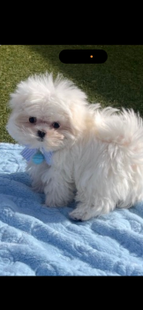 Thumbalina -  Maltese Dog for Sale in Lafayette, Louisiana - Thumbalina | PetCurious