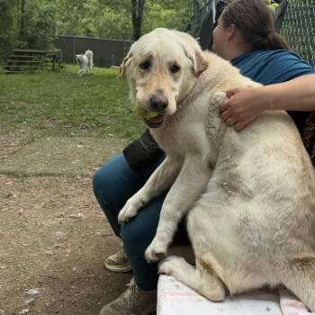 Luna Beary -  Mixed Breed Dog for Adoption in Walker, Michigan - Luna Beary | PetCurious