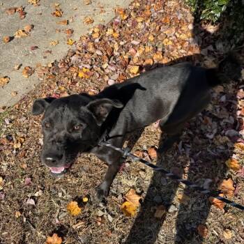 Rescue Black Labrador Retriever Dogs for Adoption in Columbus, North Carolina - O'Darby | PetCurious