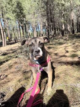 Mixed Breed Dogs Available for Adoption in Truckee, California - Clover | PetCurious