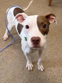 Little Debbie -  Pit Bull Terrier Dog for Adoption in Cleveland, Ohio - Little Debbie | PetCurious