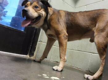 COPPERHEAD -  Pit Bull Terrier and Mixed Breed Dog for Adoption in Tulsa, Oklahoma - COPPERHEAD | PetCurious