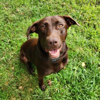 Brownie -  Chocolate Labrador Retriever Dog for Adoption in Fenton, Michigan - Brownie | PetCurious