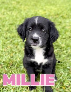 Millie -  Dachshund Dog for Adoption in Shalimar, Florida - Millie | PetCurious