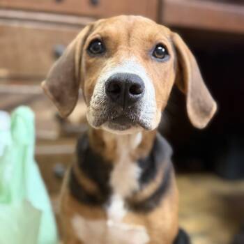 Hawaiian Punch -  Hound Dog for Adoption in Columbia, South Carolina - Hawaiian Punch | PetCurious