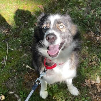 Afton -  Siberian Husky Dog for Adoption in Richmond, Virginia - Afton | PetCurious
