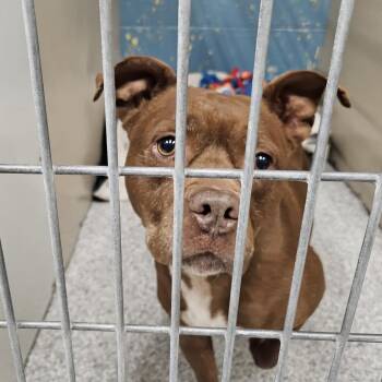 Pit Bull Terrier Dogs Available for Adoption in Taos, New Mexico - Saffron | PetCurious