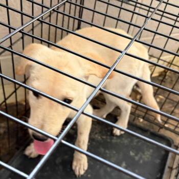 Spritz -  Mixed Breed Dog for Adoption in Pine Bluff, Arkansas - Spritz | PetCurious