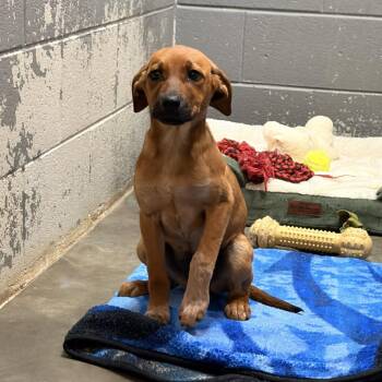 Cattle Dog Dogs Available for Adoption in Franklin, North Carolina - Oppossum | PetCurious