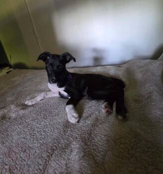 Alfie -  Border Collie and Mountain Cur Dog for Adoption in South Elgin, Illinois - Alfie | PetCurious